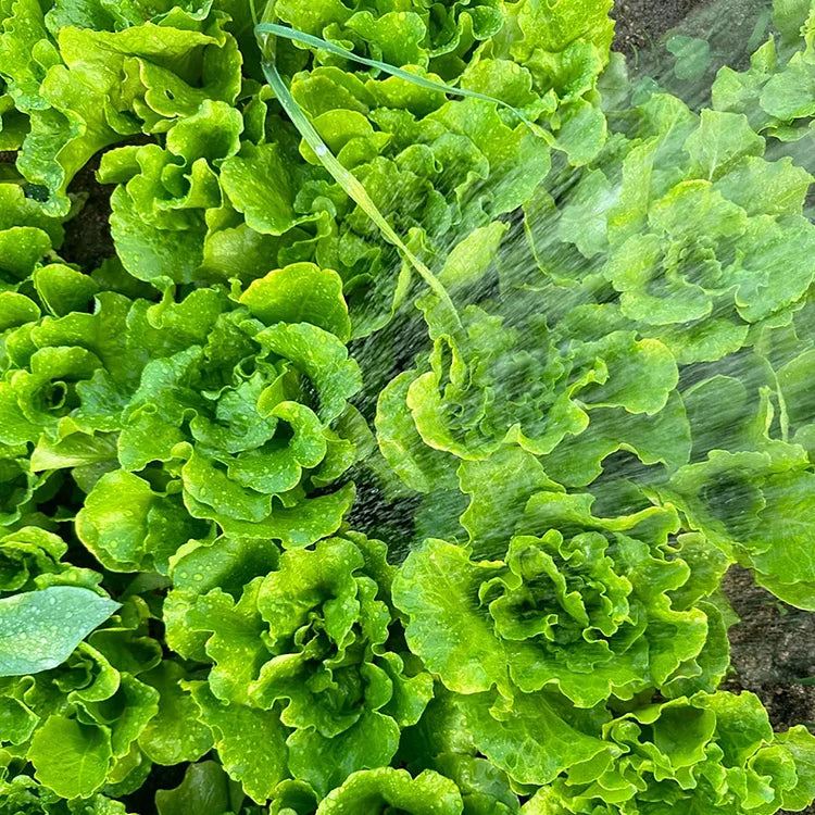 Italian Lettuce Seeds